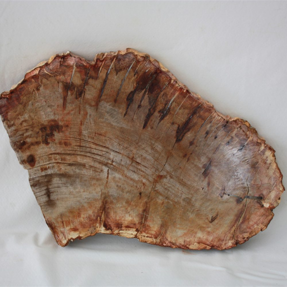 Versteinerter Baumstamm Versteinertes Holz Steinholz Fossilien